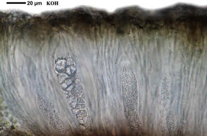 Rhizocarpon reductum Th. Fr., 1874