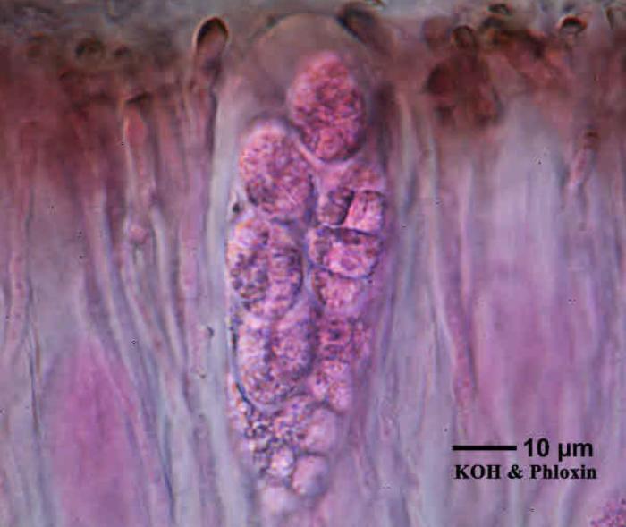 Rhizocarpon reductum Th. Fr., 1874
