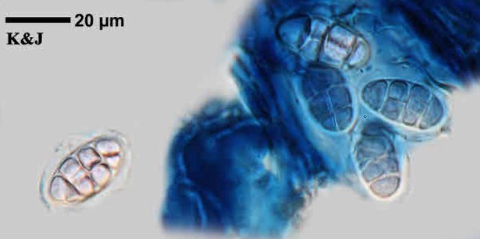 Rhizocarpon reductum Th. Fr., 1874