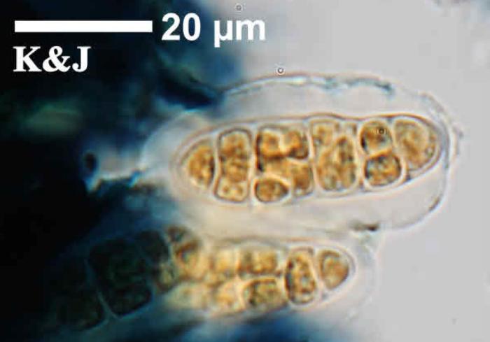 Rhizocarpon reductum Th. Fr., 1874