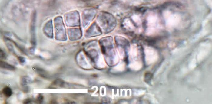 Rhizocarpon reductum Th. Fr., 1874