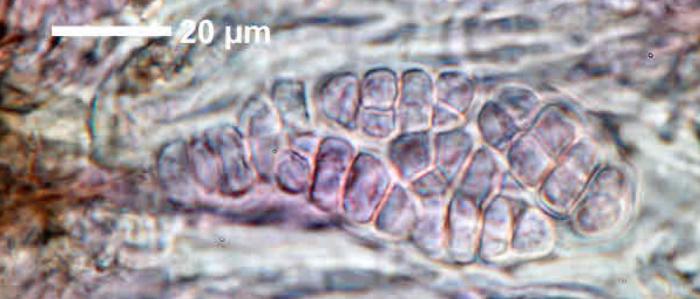 Rhizocarpon reductum Th. Fr., 1874
