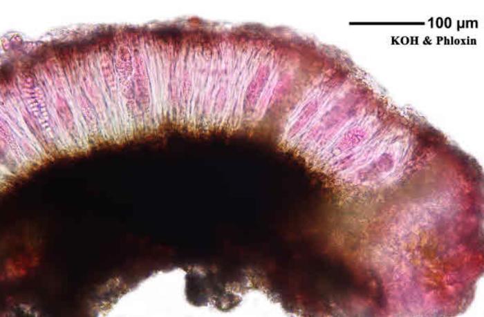 Rhizocarpon reductum Th. Fr., 1874