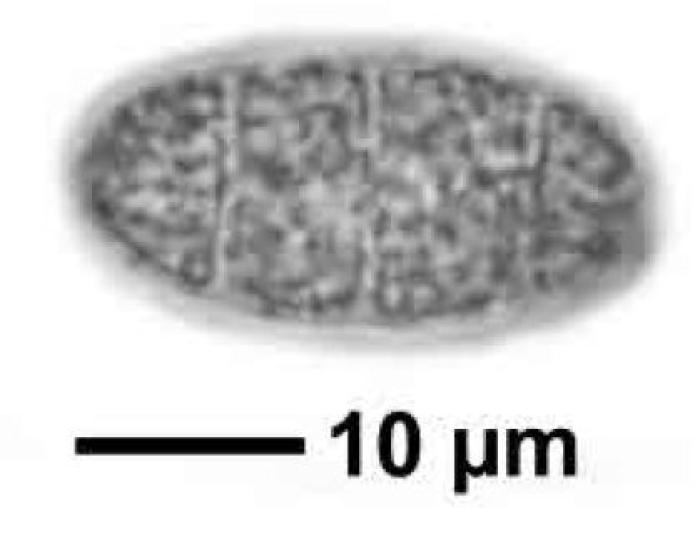 Rhizocarpon reductum Th. Fr., 1874