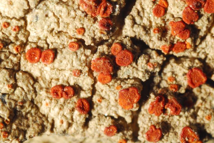 © Domenico Puntillo