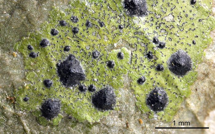 Strigula nitidula Mont., 1842