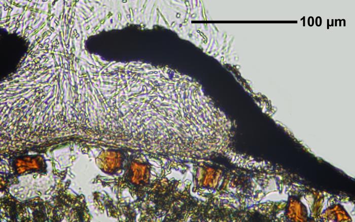 Strigula nitidula Mont., 1842