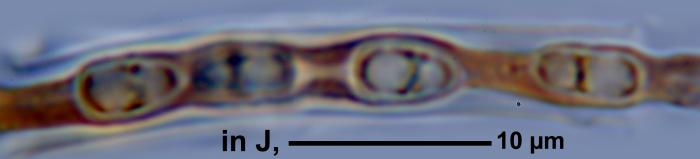 Strigula nitidula Mont., 1842