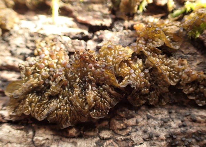 © Curtis Randall Björk