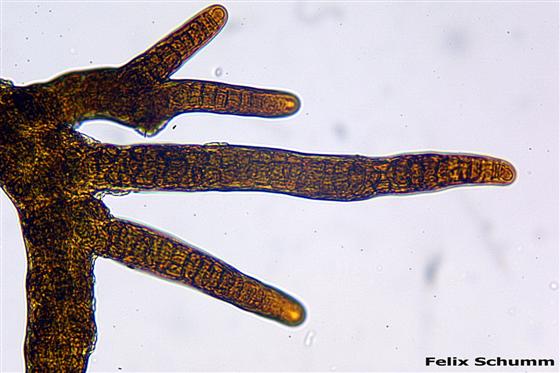 Ephebe lanata (L.) Vain.