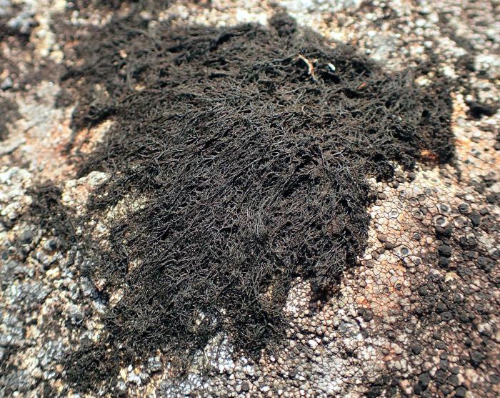 Ephebe lanata (L.) Vain.