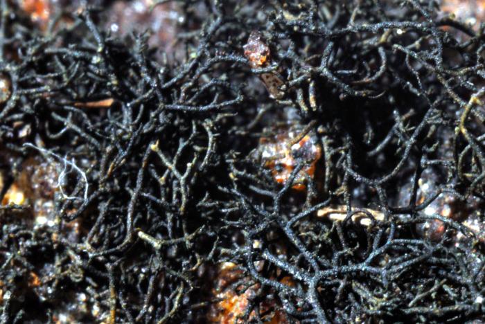 Ephebe lanata (L.) Vain.