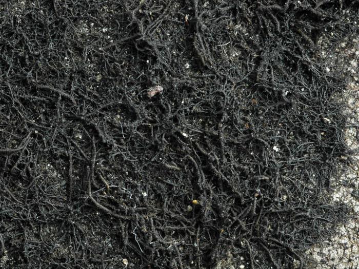 Ephebe lanata (L.) Vain.