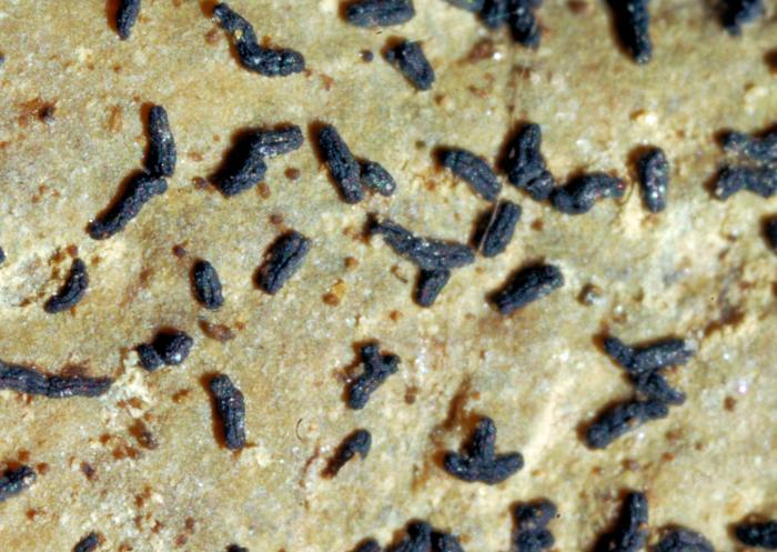 © Domenico Puntillo