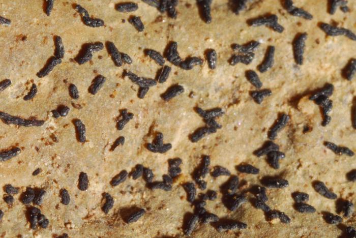 © Domenico Puntillo