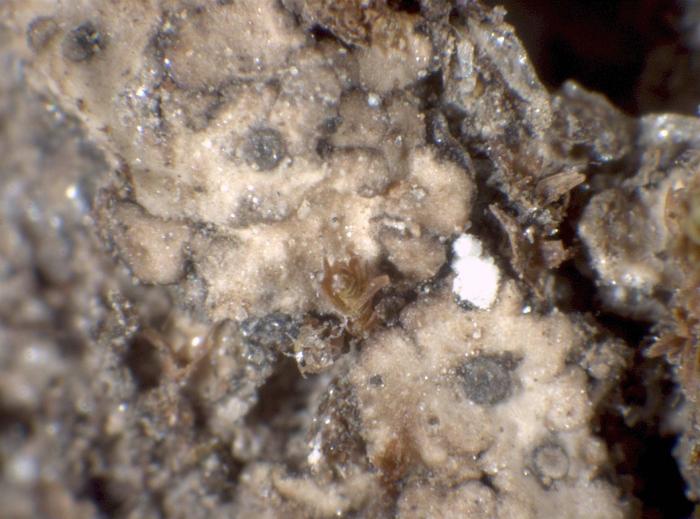 Habitus / © Pier Luigi Nimis