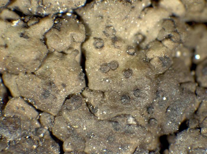 Herbarium: TSB (35293), habitus / © Pier Luigi Nimis