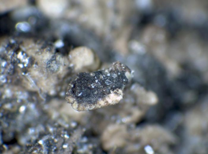 Undersurface of a squamule / © S. Martellos