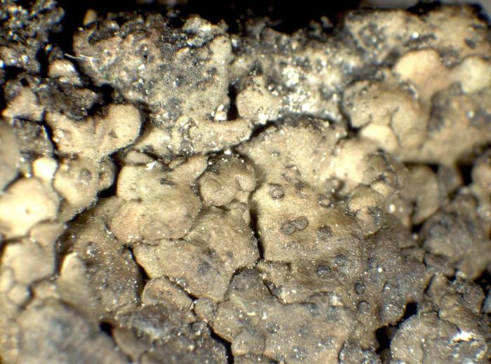 Habitus / © Pier Luigi Nimis