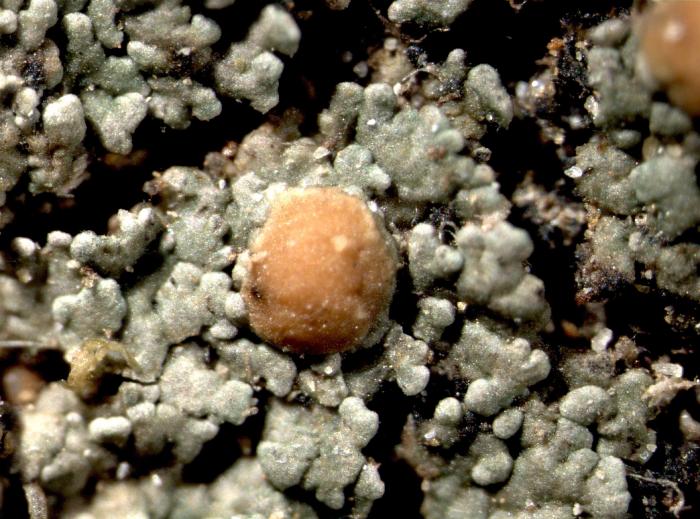 Vahliella leucophaea (Vahl) P.M. Jørg., 2008