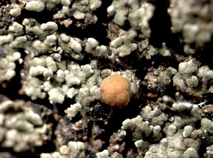 Vahliella leucophaea (Vahl) P.M. Jørg., 2008