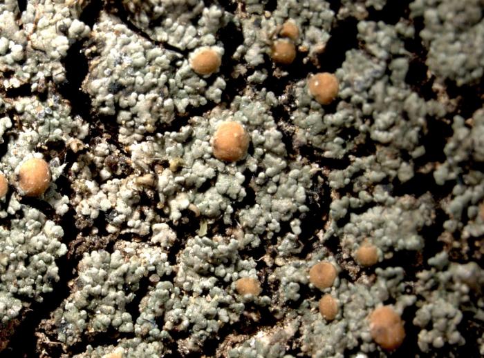 Vahliella leucophaea (Vahl) P.M. Jørg., 2008