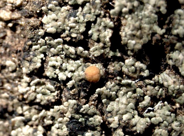 Vahliella leucophaea (Vahl) P.M. Jørg., 2008