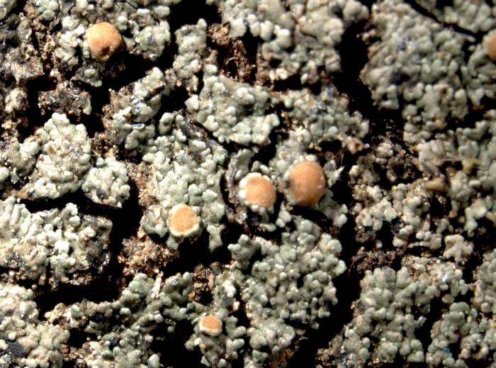 Vahliella leucophaea (Vahl) P.M. Jørg., 2008