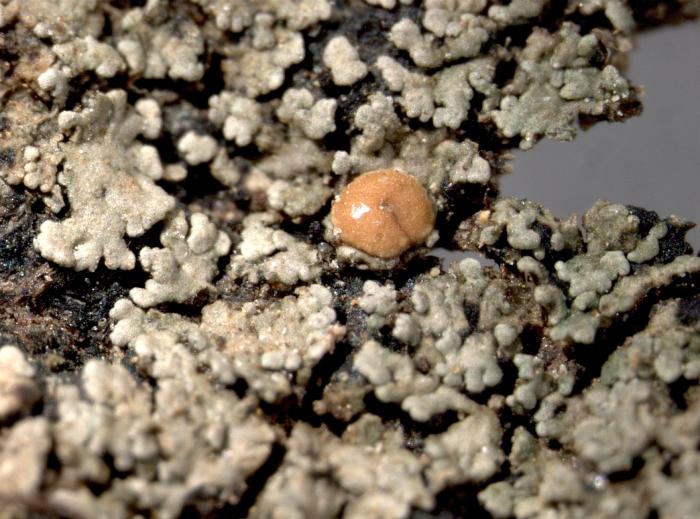 Vahliella leucophaea (Vahl) P.M. Jørg., 2008