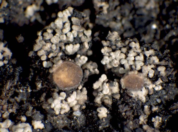 Vahliella leucophaea (Vahl) P.M. Jørg., 2008