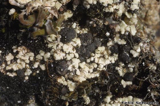 Toniniopsis aromatica (Sm.) Kistenich, Timdal, Bendiksby & S. Ekman, 2018
