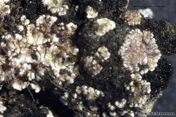 Toniniopsis aromatica (Sm.) Kistenich, Timdal, Bendiksby & S. Ekman, 2018