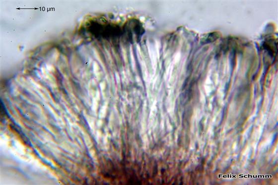 Toniniopsis aromatica (Sm.) Kistenich, Timdal, Bendiksby & S. Ekman, 2018