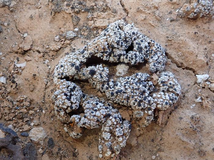 Toniniopsis aromatica (Sm.) Kistenich, Timdal, Bendiksby & S. Ekman, 2018