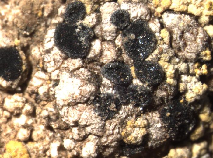 Toniniopsis aromatica (Sm.) Kistenich, Timdal, Bendiksby & S. Ekman, 2018