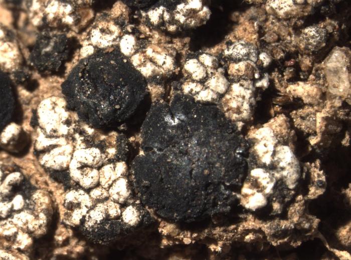 Toniniopsis aromatica (Sm.) Kistenich, Timdal, Bendiksby & S. Ekman, 2018