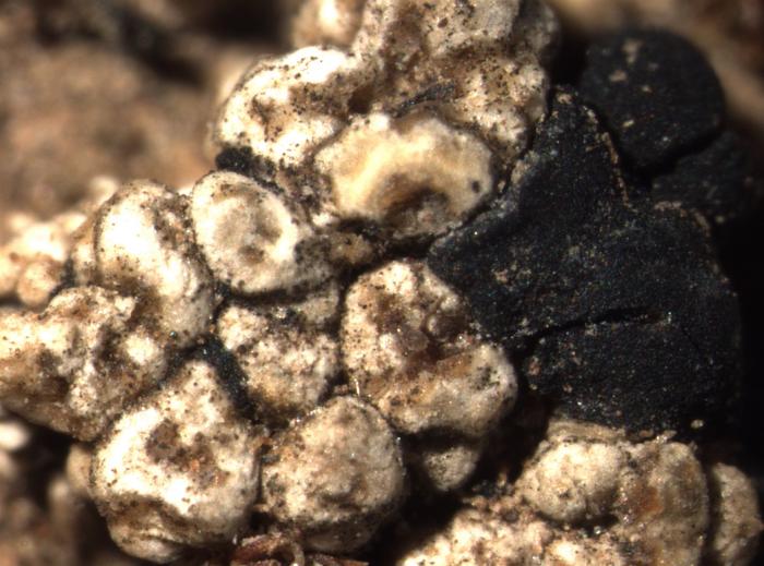 Toniniopsis aromatica (Sm.) Kistenich, Timdal, Bendiksby & S. Ekman, 2018