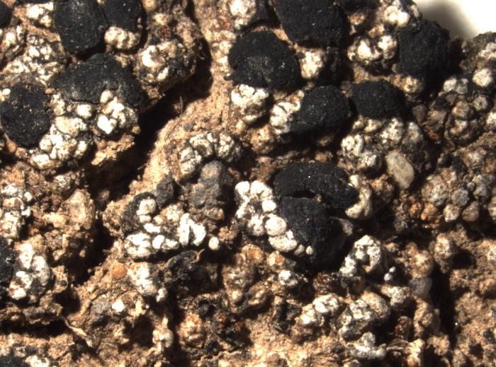 Toniniopsis aromatica (Sm.) Kistenich, Timdal, Bendiksby & S. Ekman, 2018