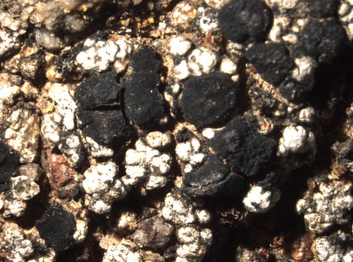 Toniniopsis aromatica (Sm.) Kistenich, Timdal, Bendiksby & S. Ekman, 2018