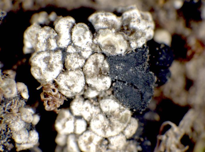 Toniniopsis aromatica (Sm.) Kistenich, Timdal, Bendiksby & S. Ekman, 2018