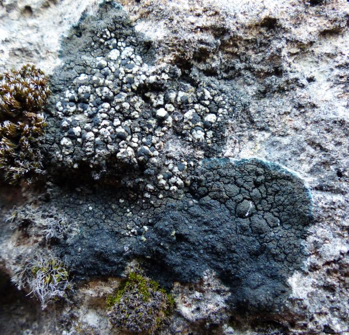 Toniniopsis aromatica (Sm.) Kistenich, Timdal, Bendiksby & S. Ekman, 2018