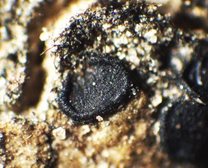 Thalloidima massatum (Tuck.) Kistenich, Timdal, Bendiksby & S. Ekman, 2018