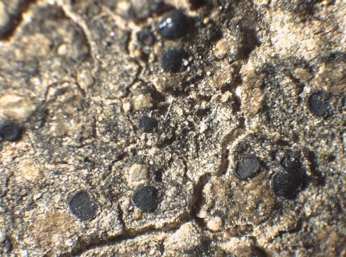 Thalloidima massatum (Tuck.) Kistenich, Timdal, Bendiksby & S. Ekman, 2018