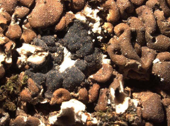 Thalloidima massatum (Tuck.) Kistenich, Timdal, Bendiksby & S. Ekman, 2018
