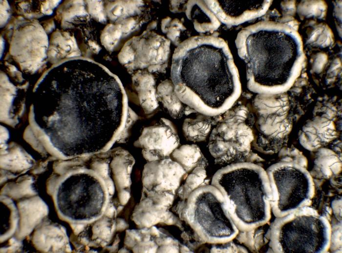 Tephromela atra (Huds.) Hafellner, 1983