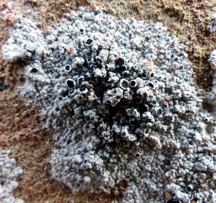 Tephromela atra (Huds.) Hafellner, 1983