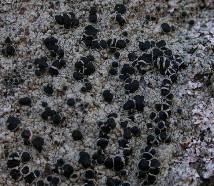 Tephromela atra (Huds.) Hafellner, 1983
