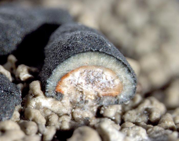 Mycoblastus sanguinarius (L.) Norman, 1853