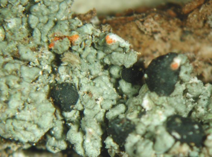 Mycoblastus sanguinarius (L.) Norman, 1853