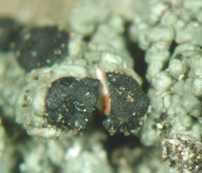 Mycoblastus sanguinarius (L.) Norman, 1853